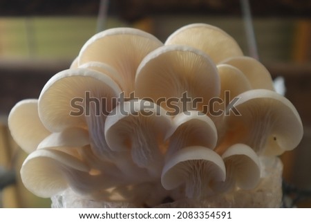 photo of oyster mushrooms in cultivation, this photo is useful for flora websites and flora blogs, flora photography
 Royalty-Free Stock Photo #2083354591
