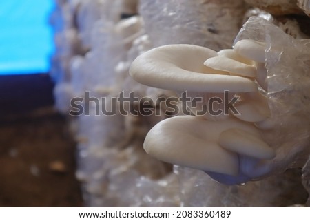 photo of oyster mushrooms in cultivation, this photo is useful for flora websites and flora blogs, flora photography
 Royalty-Free Stock Photo #2083360489