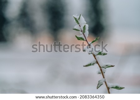 Winter nature background. Plants covered with first snow