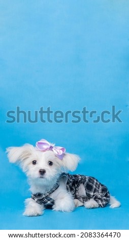 a photo session of female maltese puppy 4 months years old pet photography isolated on blue background