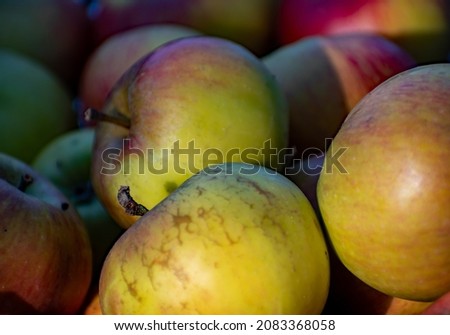 Apple harvest, Braeburn selection of  delicious apples. pictured stacked together with dappled light shining across their crisp skin. shiny and red ripened in the autumn sunshine. An apple a day 