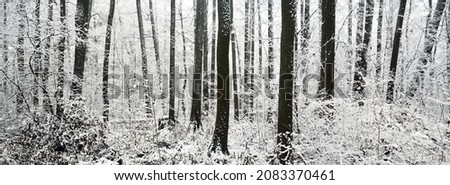 Swampy forest after a blizzard. First snow. Trees in a hoarfrost. Winter wonderland. Seasons, ecology, environmental conservation, nature. Monochrome image. Atmospheric landscape