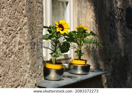 Some small sunflowers in pots on the window sill outside Royalty-Free Stock Photo #2083372273
