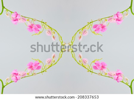 Colorful pink flower, Coral Vine (Antigonon leptopus) isolated on over gray background