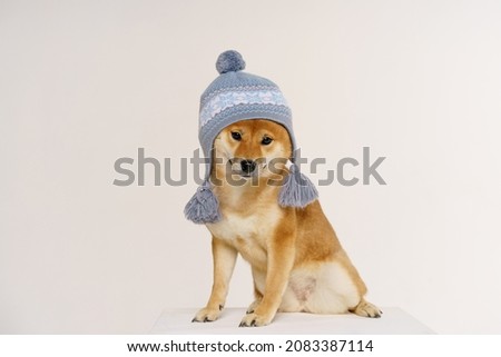 Funny studio portrait of cute smiling dog in warm knitted clothes with blue hat, on light background. Winter or autumn portrait of new cute family member of small redhead white purebred dog