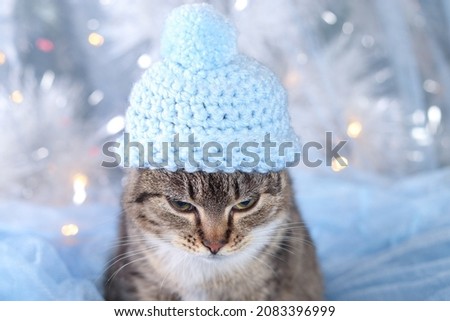 Cute little  kitten in a blue hat on a gentle blue Christmas tree background. Happy New Year. Cat close up. Beautiful Cat with green eyes posing on a background of Christmas lights. Winter. Holiday