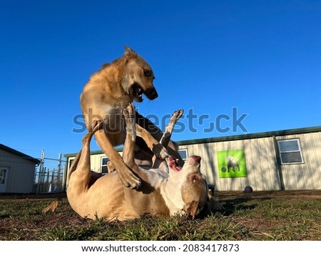 Dogs playing in outside area at daycare business 