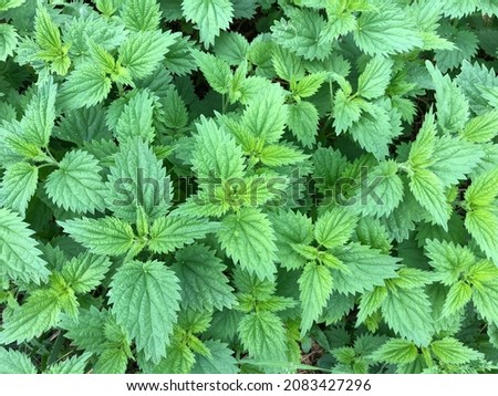 Macro photo plant green urtica nettle. Stock photo green nettle background