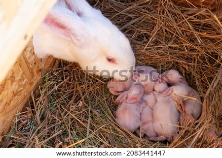 The mother rabbit sniffs her newborn rabbits in the nest.