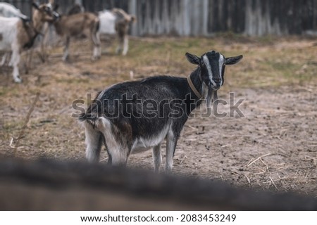 A picture of a black goat looking into camera