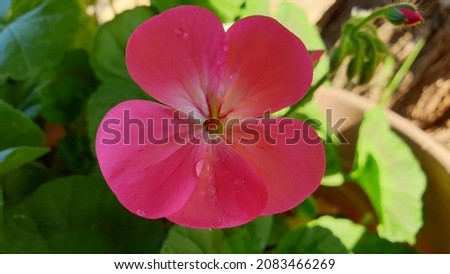 Pink flower and open petals Royalty-Free Stock Photo #2083466269