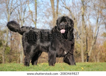 Single large black Newfoundland dog is standing on the grass Royalty-Free Stock Photo #2083469827