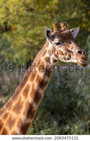 Kordofan giraffe or Giraffa camelopardalis antiquorum, also known as the Central African giraffe against a green natural background. Wildlife animal. High quality photo