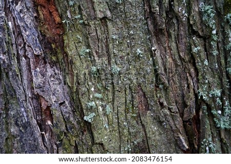 Tree bark texture. Oak wood background. Old Trunk pattern. Rough wooden skin closeup. Dry log material cracked surface. Abstract rustic hardwood timber. Natural forest material Royalty-Free Stock Photo #2083476154