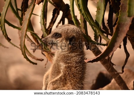 It is a meerkat thing