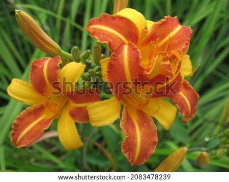 striped yellow-orange lily blooms in the garden