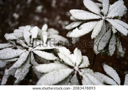 Frozen rhododendron leaves covered in fresh snow, as a nature background . High quality photo