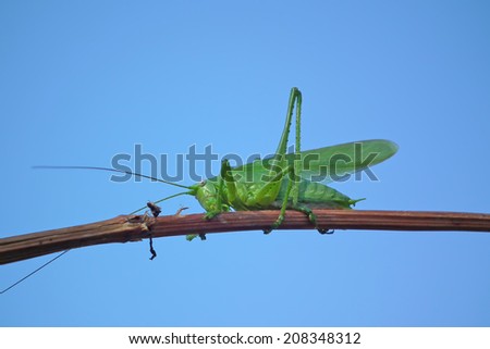 Green locust sits on a twig on blue sky background
