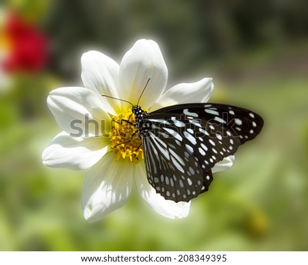 Blue butterfly in morning nature, and white flowers.