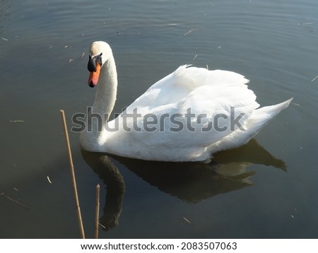 photo of a swan floating on a pond