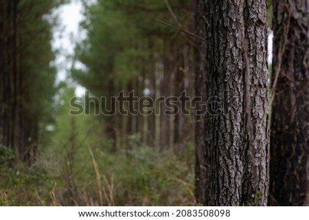 Poarch Band of Creek Indians (PBCI) Magnolia Branch Wildlife Reserve (MBWR) loblolly pine forest, near Atmore, in rural Escambia County, Alabama Royalty-Free Stock Photo #2083508098