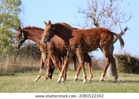 Mare and foal graze in a meadow on a sunny day. 
Mom with colt cute animals. Instinct and care in pasture.  Mare mom support baby on natural background
