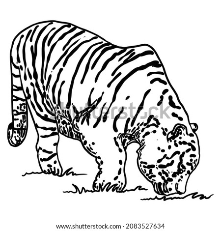 Tiger walking. Amur or Siberian tiger, big wild cat. Endangered animal from red book, hand drawn. Vector. 