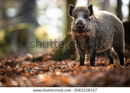 Wild Boar Or Sus Scrofa, Also Known As The Wild Swine, Eurasian Wild Pig Royalty-Free Stock Photo #2083528567