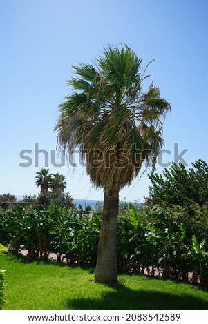 Tall Palm tree, Sabal palmetto, against the backdrop of planted Banana trees, Musa sp., in the resort recreation area. Kolympia, Rhodes, Greece Royalty-Free Stock Photo #2083542589
