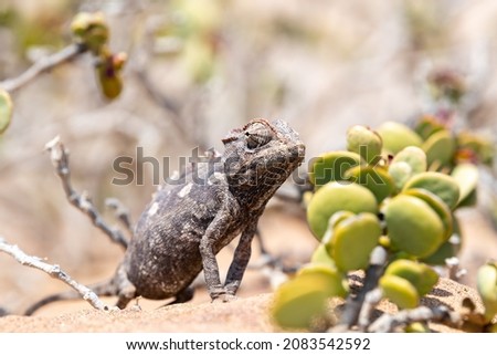 An attentive, hungry chameleon in the Namib Desert near Swakopmund, Namibia, Africa. 