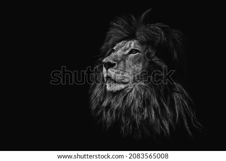 Portrait of a beautiful lion and copy space. Lion in dark	 Royalty-Free Stock Photo #2083565008