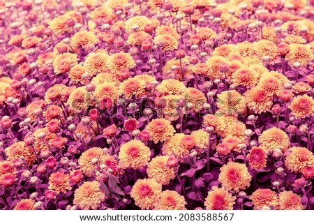 Flowering chrysanthemum in trendy color. Flower background  