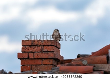 Little owl in the village. Owl in the Bulgaria mountains. Spring nature in Rhodope mountains. 