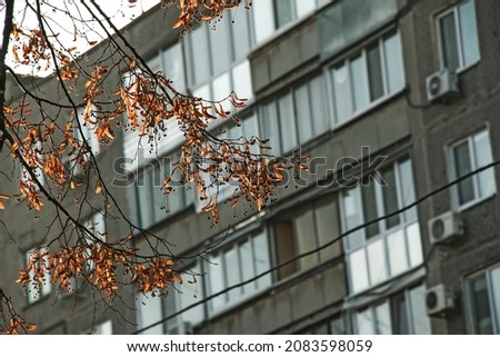 Linden branch with dried yellowed leaves on the background of the building. Blurred background. Selective focus. The concept of autumn wilting nature
