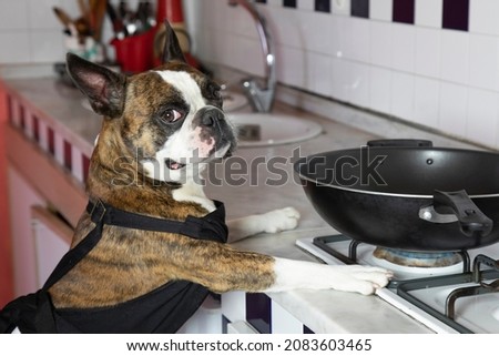 Humorous photography , dogs acting like humans . Boston Terrier in a black apron cooking dinner on a gas stove