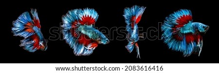 collage of red blue combination big ear halfmoon betta splendens siamese fighting fish isolated on black color background. Image photo