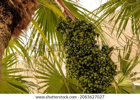 Seeds palm tree fruit green