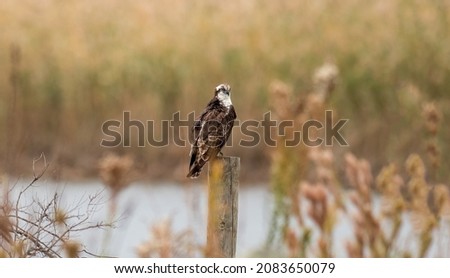 Osprey sitting on a pole in Galveston Island Royalty-Free Stock Photo #2083650079