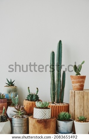 Mixed cacti and succulents in small pots