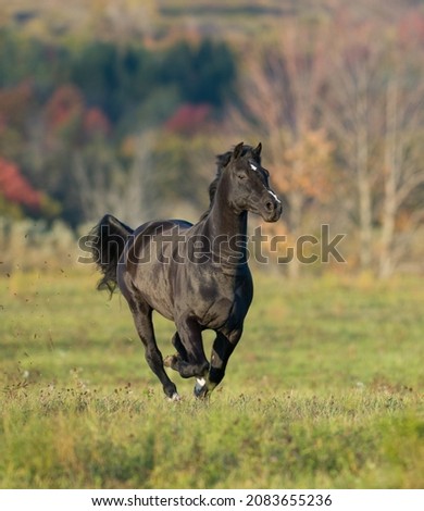 Morgan horse free running in field with fall background colors vertical format room for type dark brown horse in field cantering towards camera in outdoor filed with long green grass and fall trees
