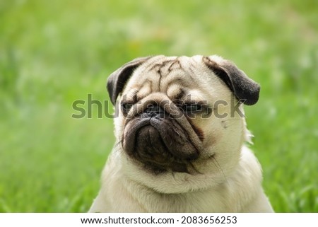 the funny muzzle of a young pug gives rise to an emotion of suspicion and distrust. An incredulous dog Royalty-Free Stock Photo #2083656253