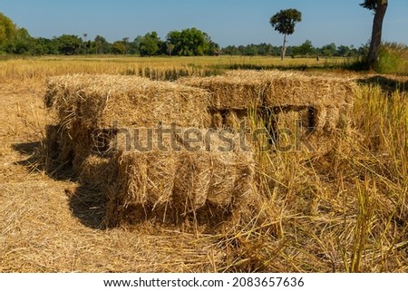 Reeds texture. Straw surface. Thatch pack canvas. Straw pack texture. Stack of straw texture image. Dry stems photo backdrop. Dry stalks of cereal plants background. Dry stems of cereals in sunny day.