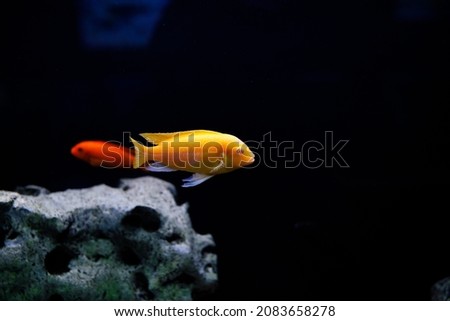 goldfish isolated on a dark black background.  different colorful Carassius auratus in the aquarium. Immitation of natural marine enriromnent at the oceanarium in Ukraine, Odessa.