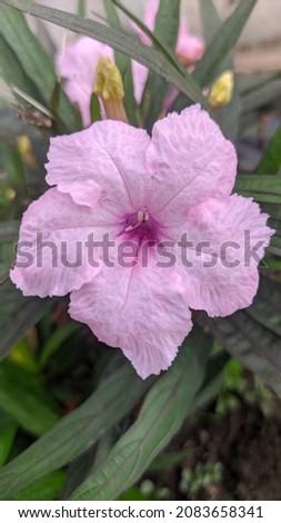 Ruellia simplex (Mexican petunia) purple flower blooming on a sunny day