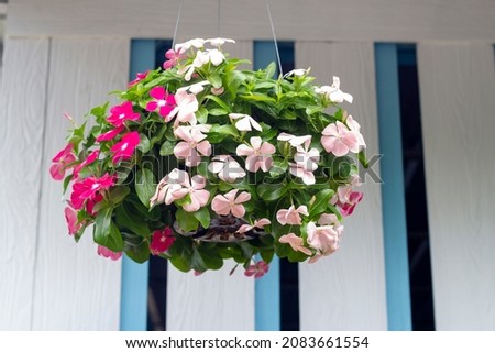 Fresh catharanthus roseus or Madagascar periwinkle flower bloom and hanging in back plastic pot on the balcony of the house. Royalty-Free Stock Photo #2083661554