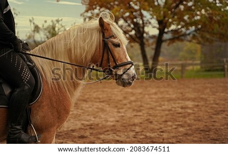 Photoshooting with light brown Haflinger with beige mane on a riding ground in Bavaria Royalty-Free Stock Photo #2083674511