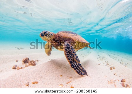Hawaiian Green Sea Turtle Royalty-Free Stock Photo #208368145
