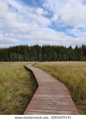 Wooden flooring - a section of the Sestroretsk swamp eco-trail without people, passing directly over the swamp, going into the forest. On a warm, sunny autumn day against the background of a blue sky 