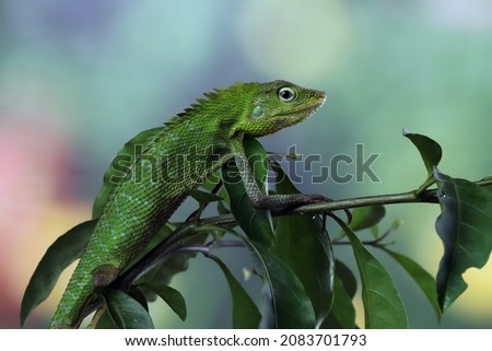 Green lizard on branch, green lizard sunbathing on wood, green lizard  climb on wood, Jubata lizard closeup