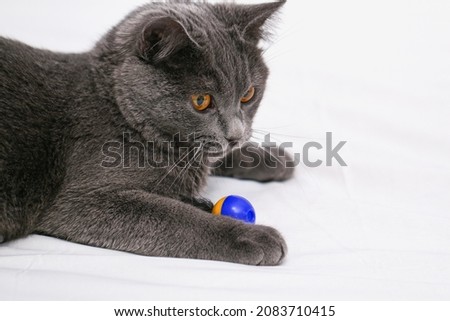 Chartreuse cat plays with a man, a ball and a stick. Simple cat games.